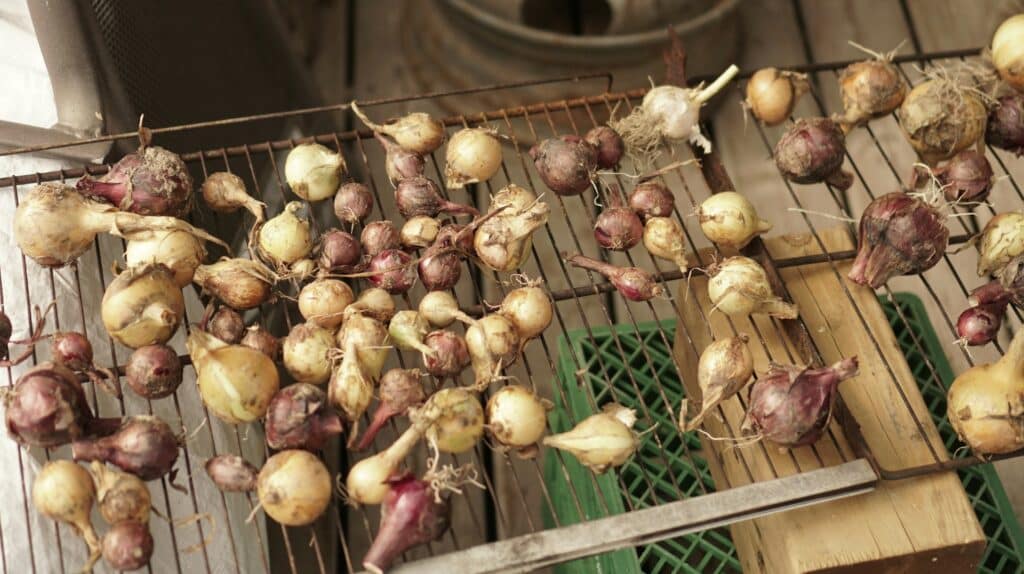 The Best Way to Cure and Store Garden Onions