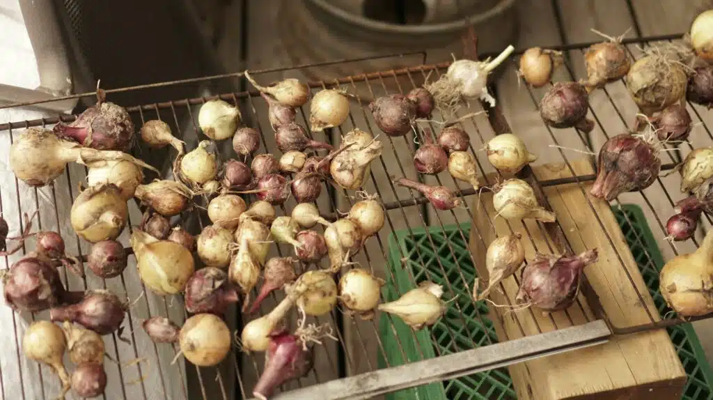 The Best Way to Cure and Store Garden Onions