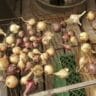 The Best Way to Cure and Store Garden Onions