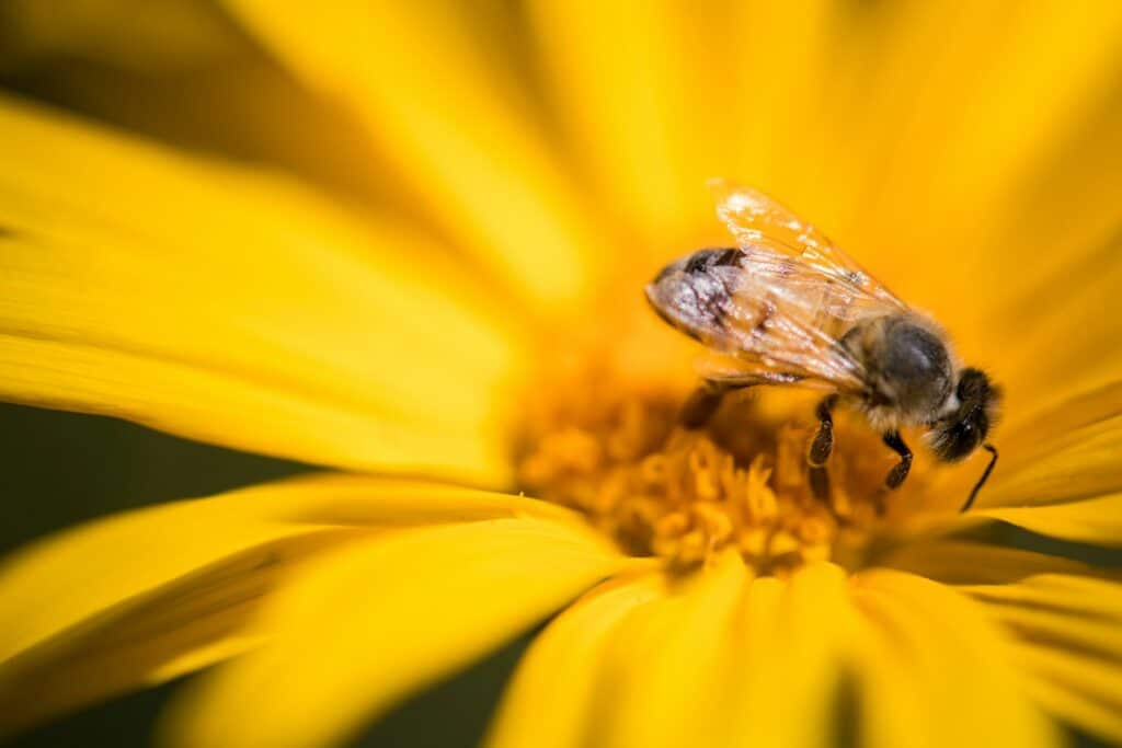 How to Identify Different Types of Bees in Your Garden