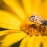 How to Identify Different Types of Bees in Your Garden