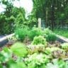 15 Small Backyard Vegetable Garden Ideas to Try This Season