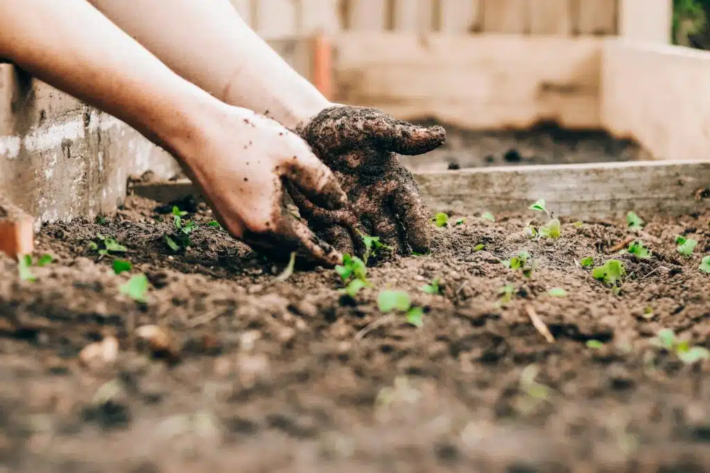 Organic Gardening Tips Every Beginner Should Know