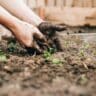 Organic Gardening Tips Every Beginner Should Know